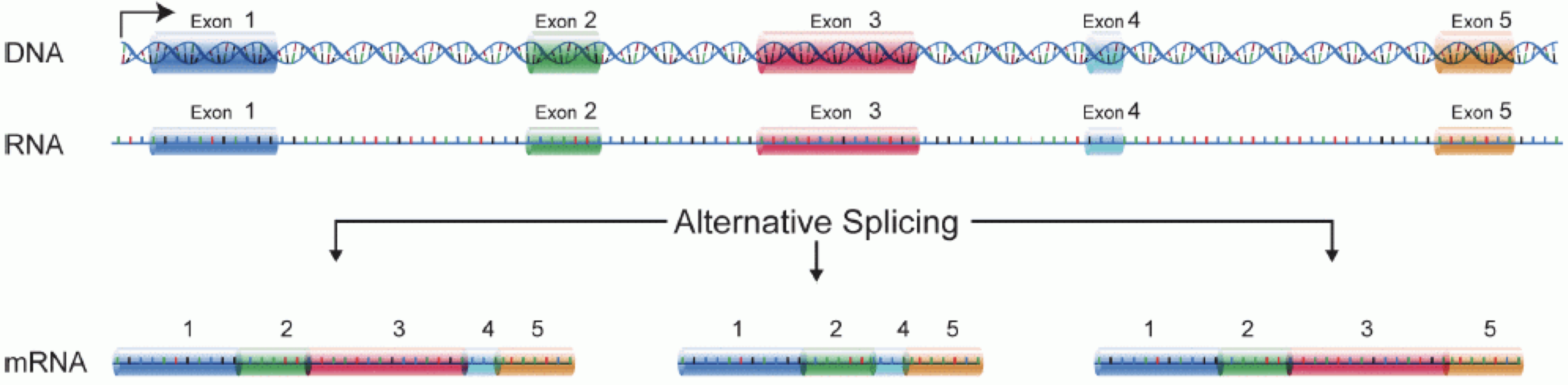 Illustration of part of the central dogma of molecular biology, where DNA is transcribed to RNA, and intronic sequences are spliced out