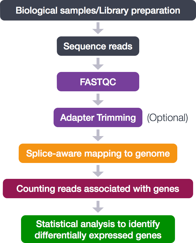 Diagram showing a typical RNA sequencing workflow. The workflow is linear, starting from taking biological samples and sequence reads, through quality control and trimming steps, to mapping to a genome and counting gene reads, to finally carrying out statistical analysis to identify differentially expressed genes.