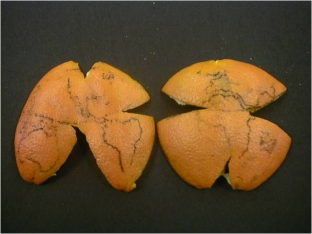 projection citrus peel