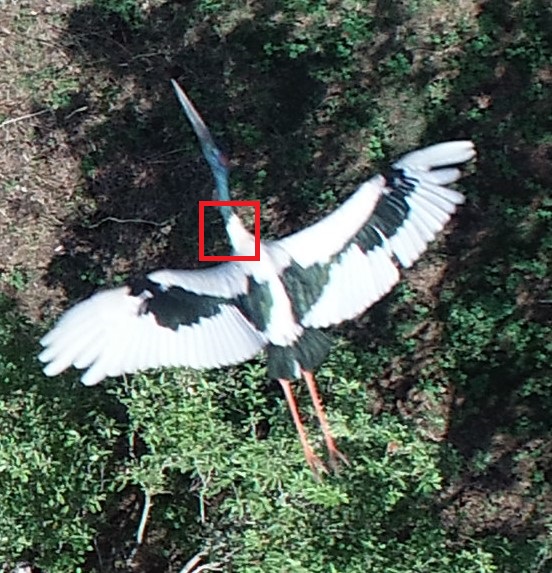 Jabiru image that is 552 pixels wide and 573 pixels high. A red square around the neck region indicates the area to zoom in on.