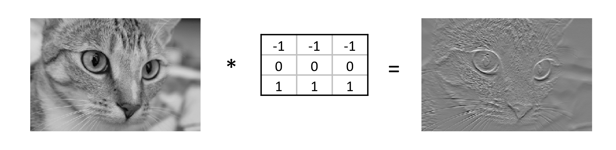 single colour channel image of a cat multiplied by a 3x3 kernel to produce an image of a cat where the edges  stand out