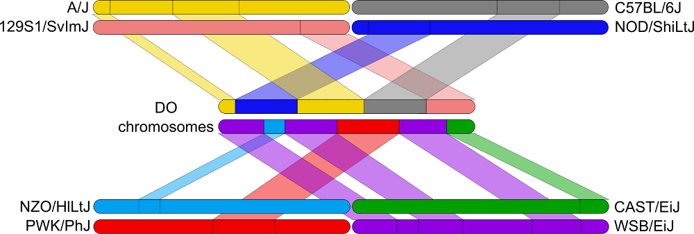 Figure showing haplotypes being used to impute founder SNPs onto DO genomes