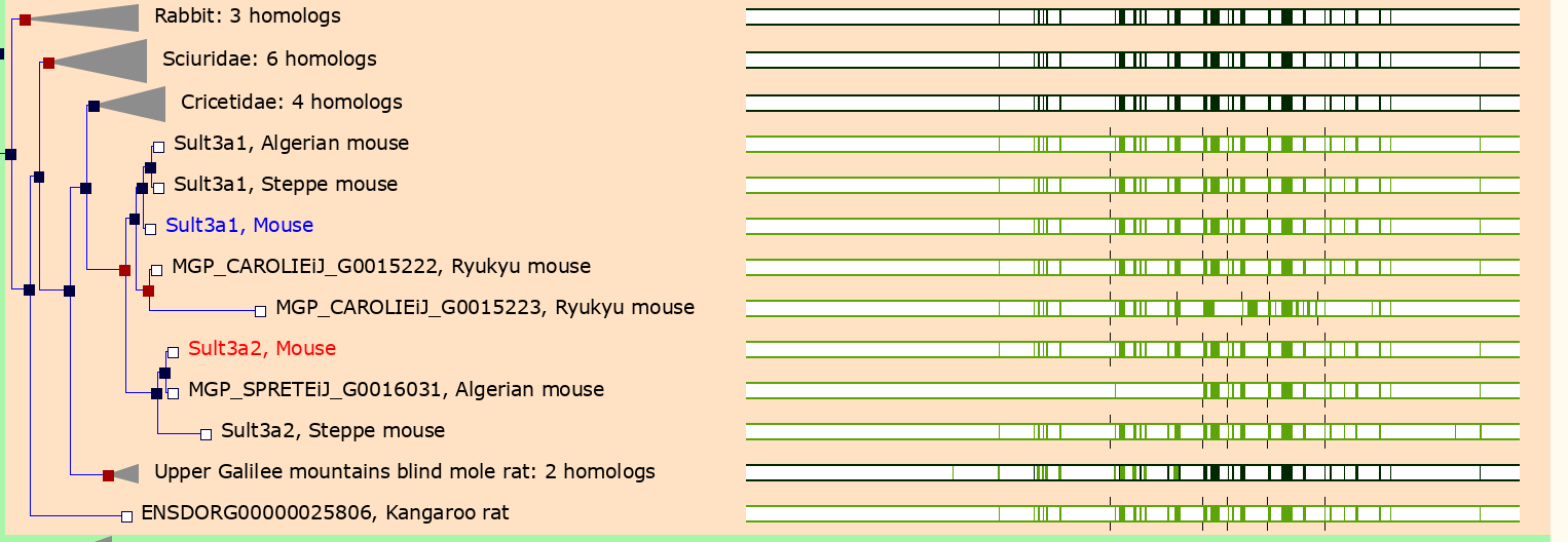 Figure showing that Sult3a1 & 2 are paralogs