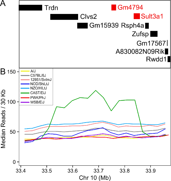 Figure showing CAST with a duplication at the Sult3a1/2 locus.