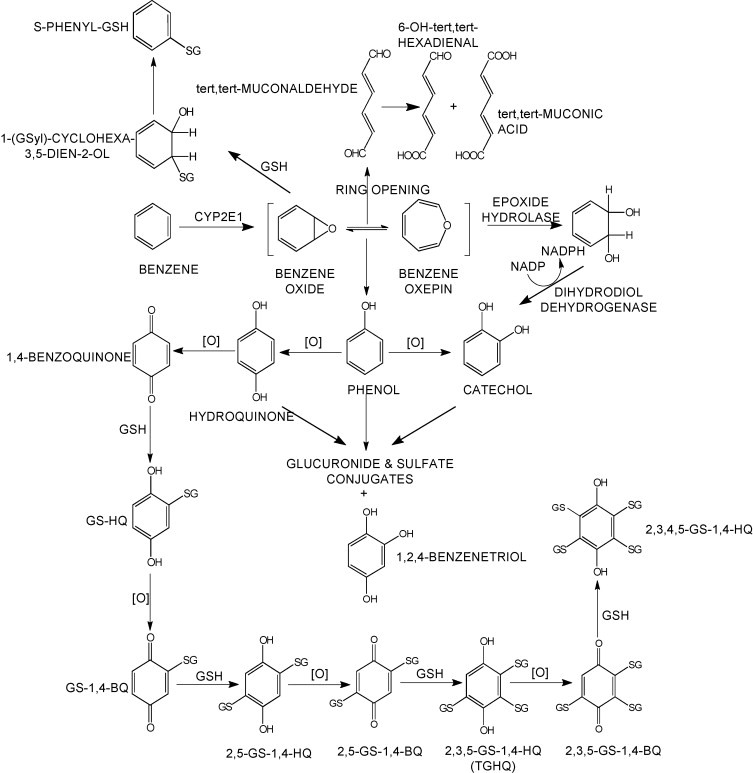 Figure showing benezene metabolism pathways