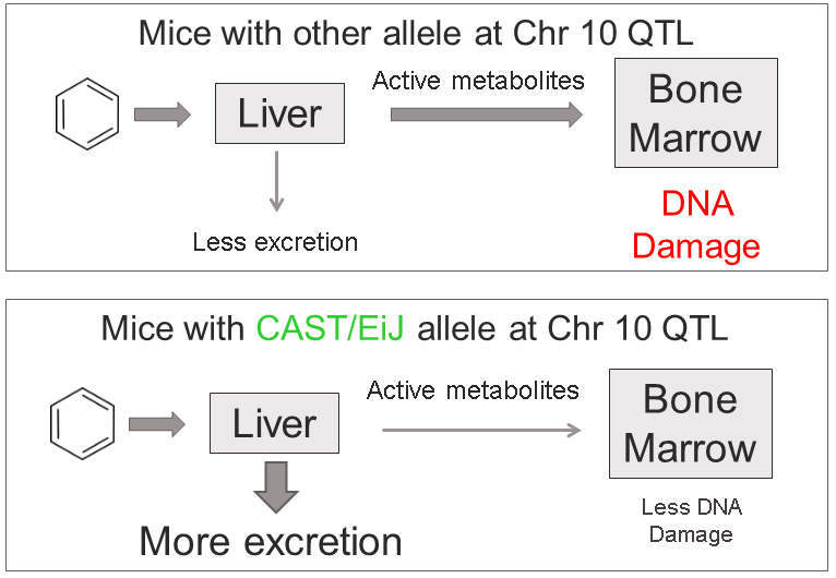 Figure showing mice carrying the CAST allele being protected from benezene toxicity
