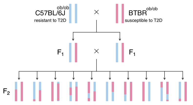 Figure showing intercross breeding design.