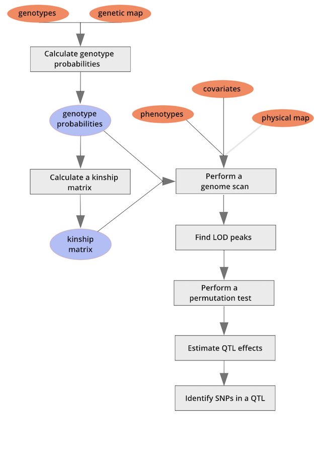 Workflow for QTL mapping