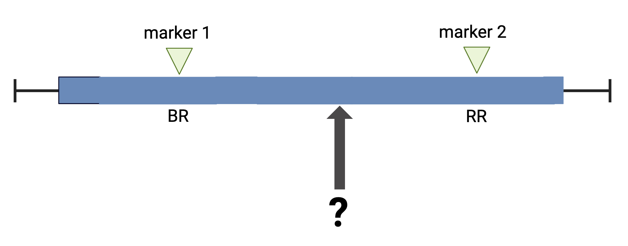 a chromosome with two typed markers labeled BR and RR with a locus of unknown genotype between them