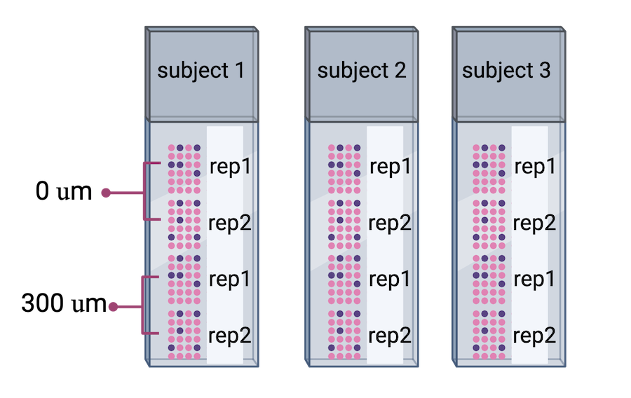 Three Visium slides showing four spatial capture areas each. Each slide contains directly adjacent serial tissue sections for one subject. The second pair of samples contains tissue sections that are 300 microns posterior to the first pair of samples.