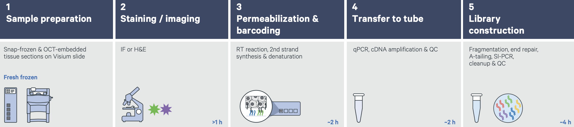A Visium spatial transcriptomics workflow with fresh-frozen tissue